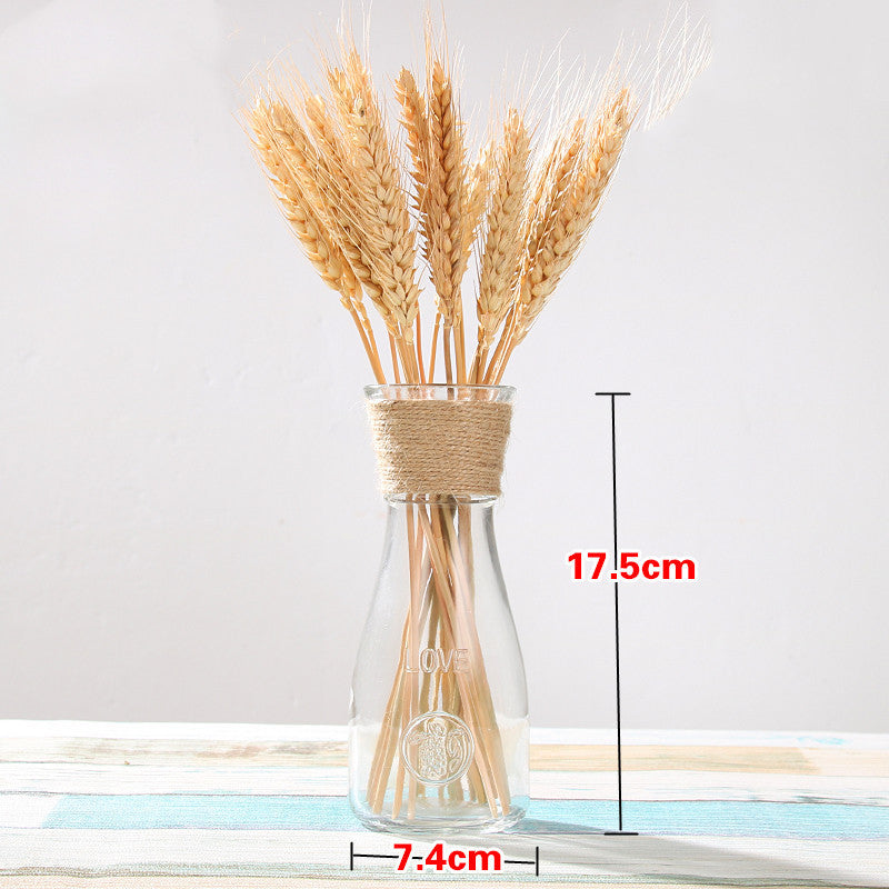 Creative Glass Vase for Home Decor with Plants
